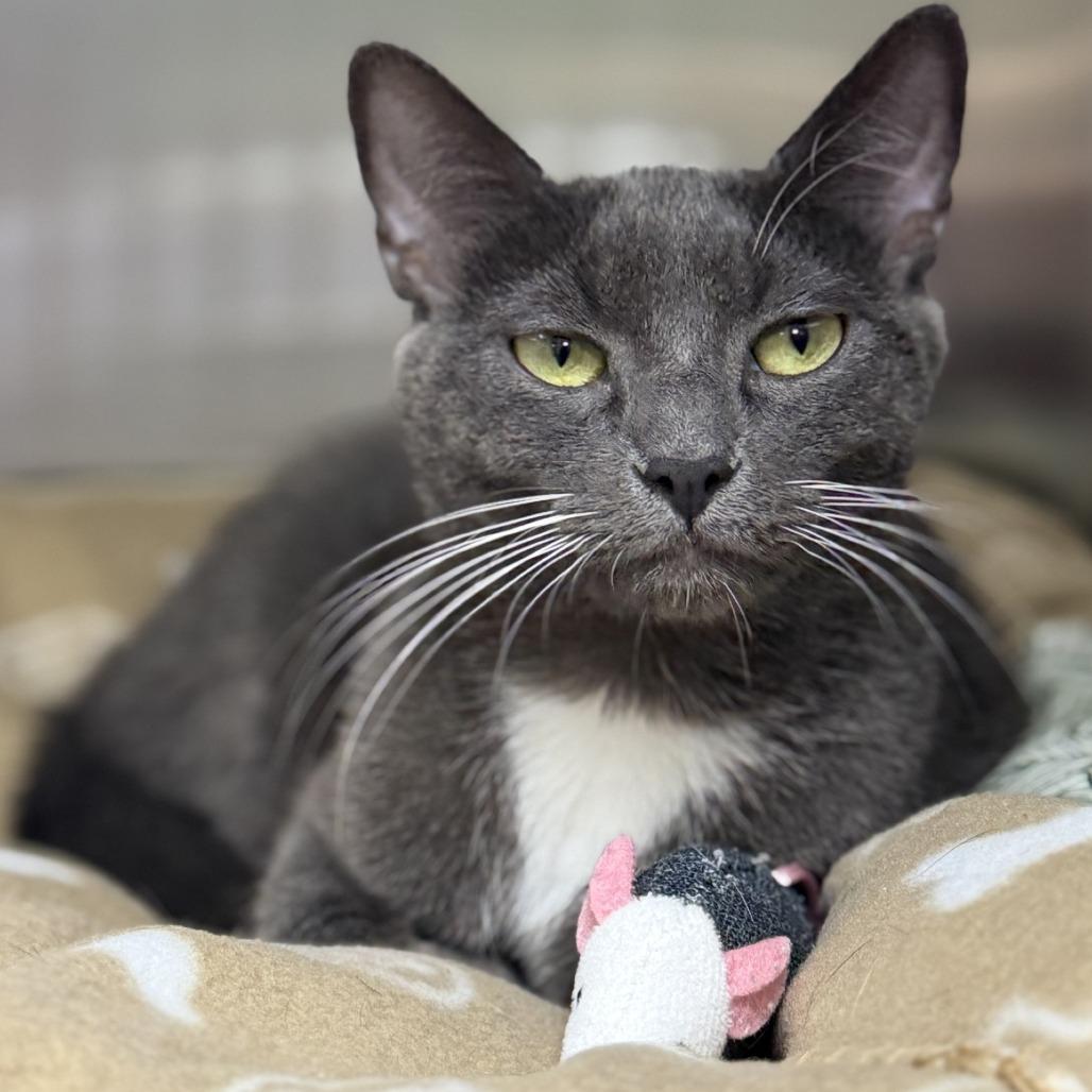 Enlarge Amanda Rollins, a Adoptable mixed breed in Bullhead City, AZ image 2/2