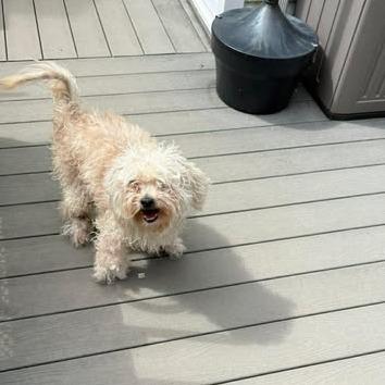 Miles, Adoptable, Senior Male Bichon Frise & Mixed Breed.