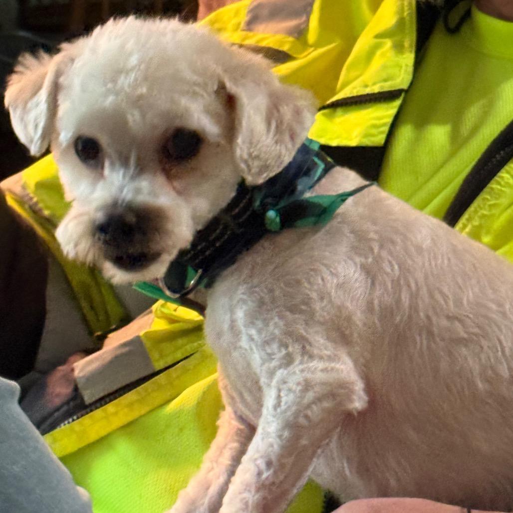 Enlarge Miles, a Adoptable mixed breed in Jarrettsville, MD image 2/2