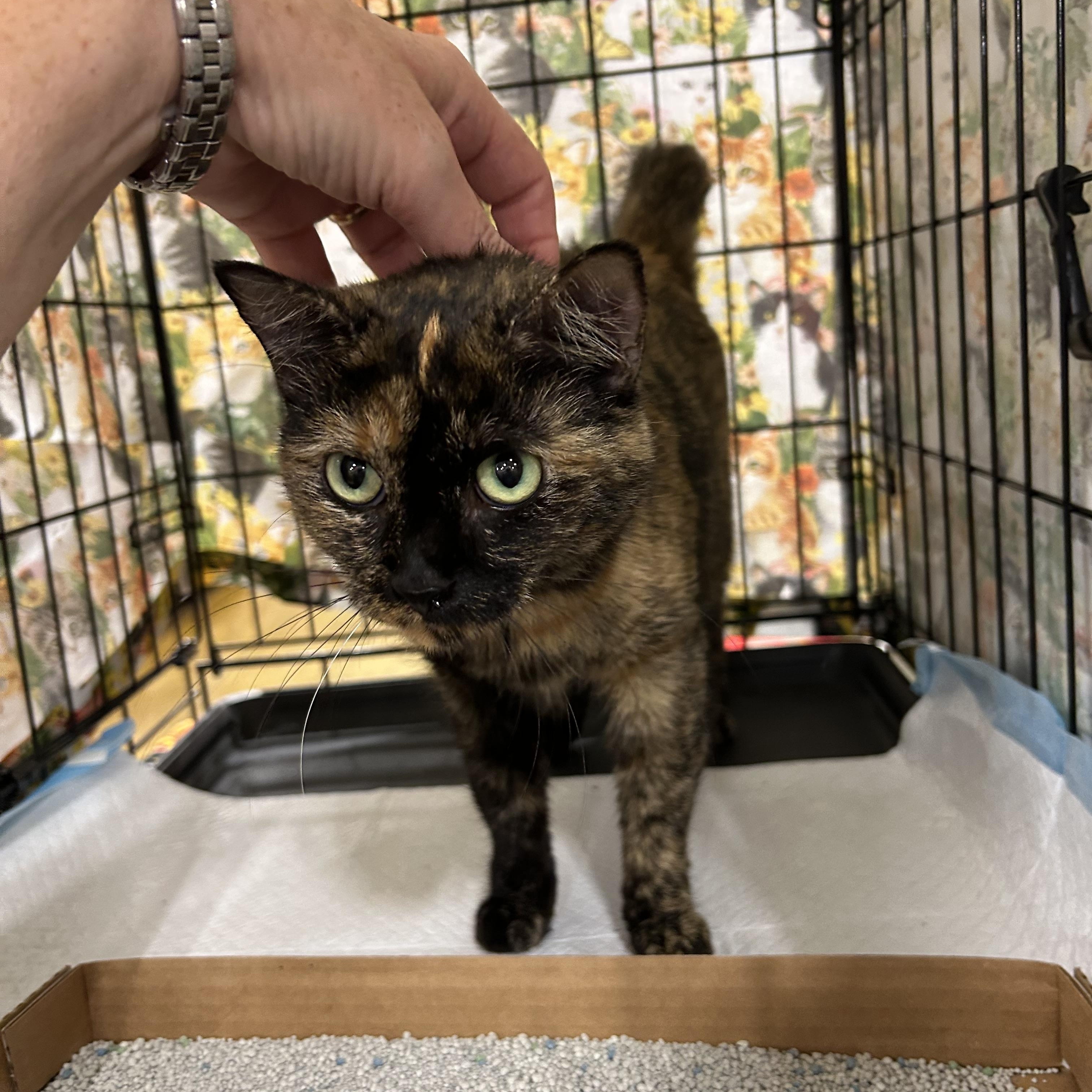 Enlarge Celeste, a Adoptable Tortoiseshell in Bridgeton, NC image 4/4