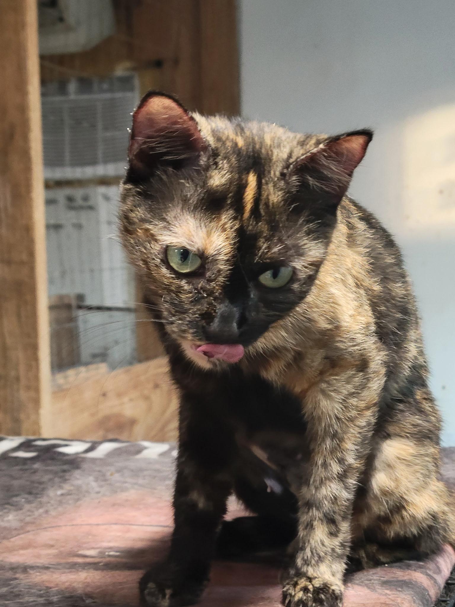 Enlarge Celeste, a Adoptable Tortoiseshell in Bridgeton, NC image 2/4