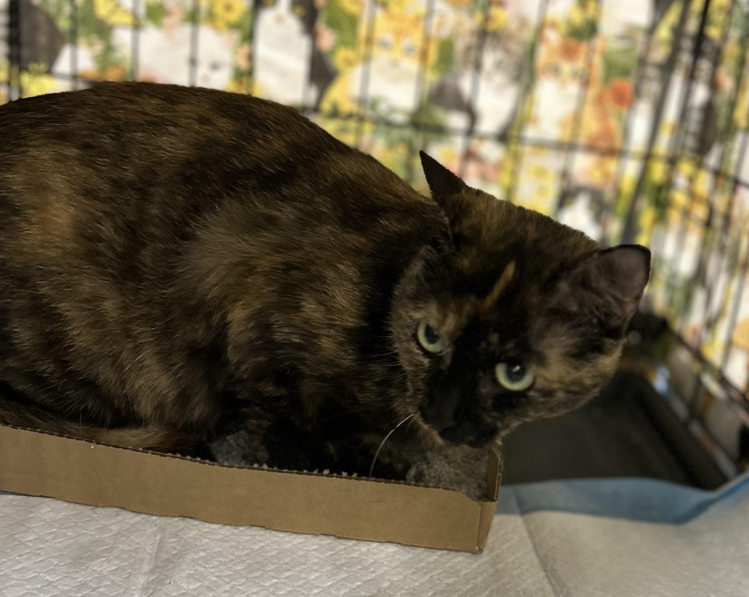 Enlarge Celeste, a Adoptable Tortoiseshell in Bridgeton, NC image 1/4