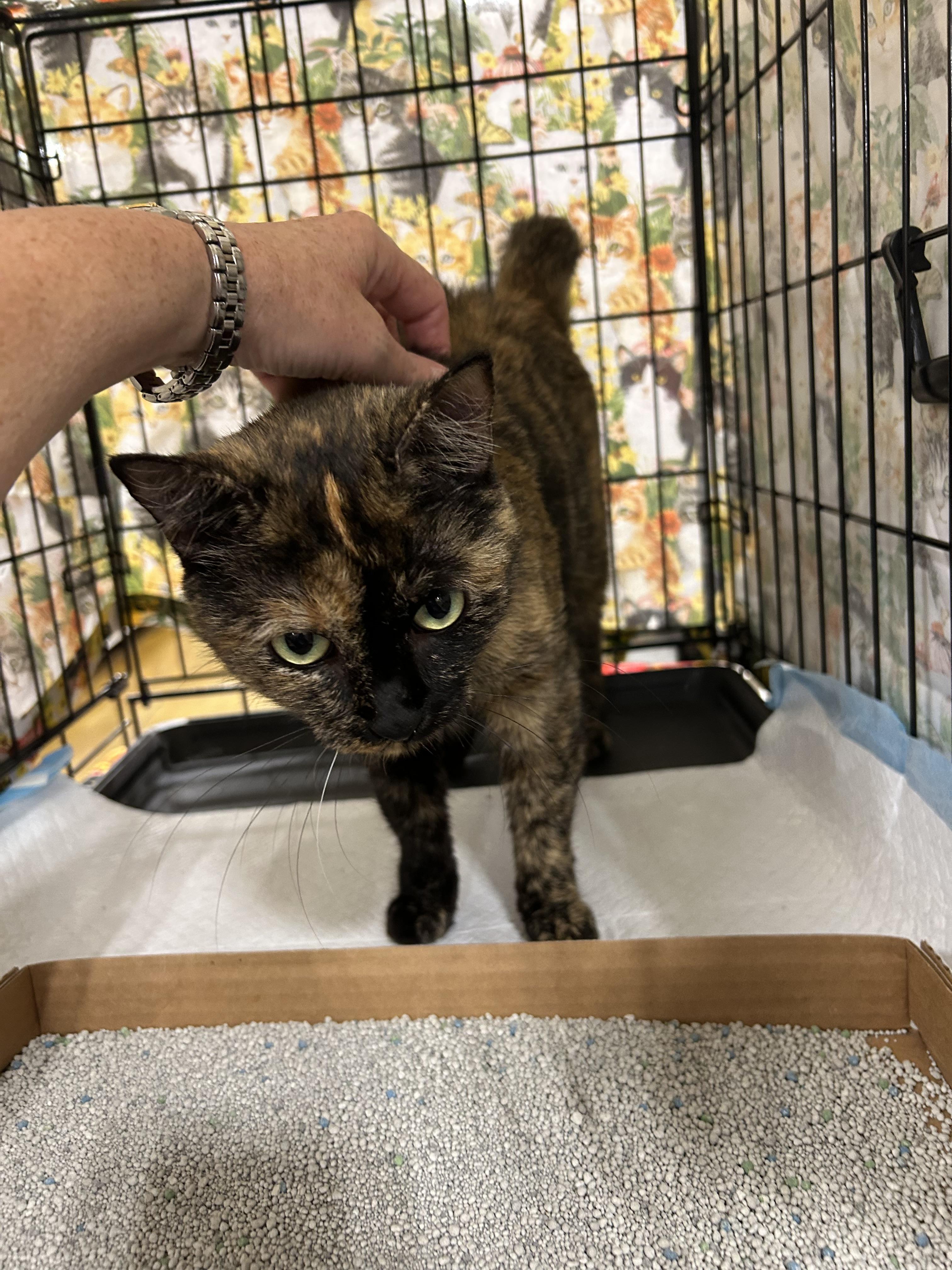Enlarge Celeste, a Adoptable Tortoiseshell in Bridgeton, NC image 3/4
