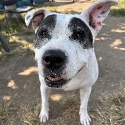 Diamond — thumbnail 4