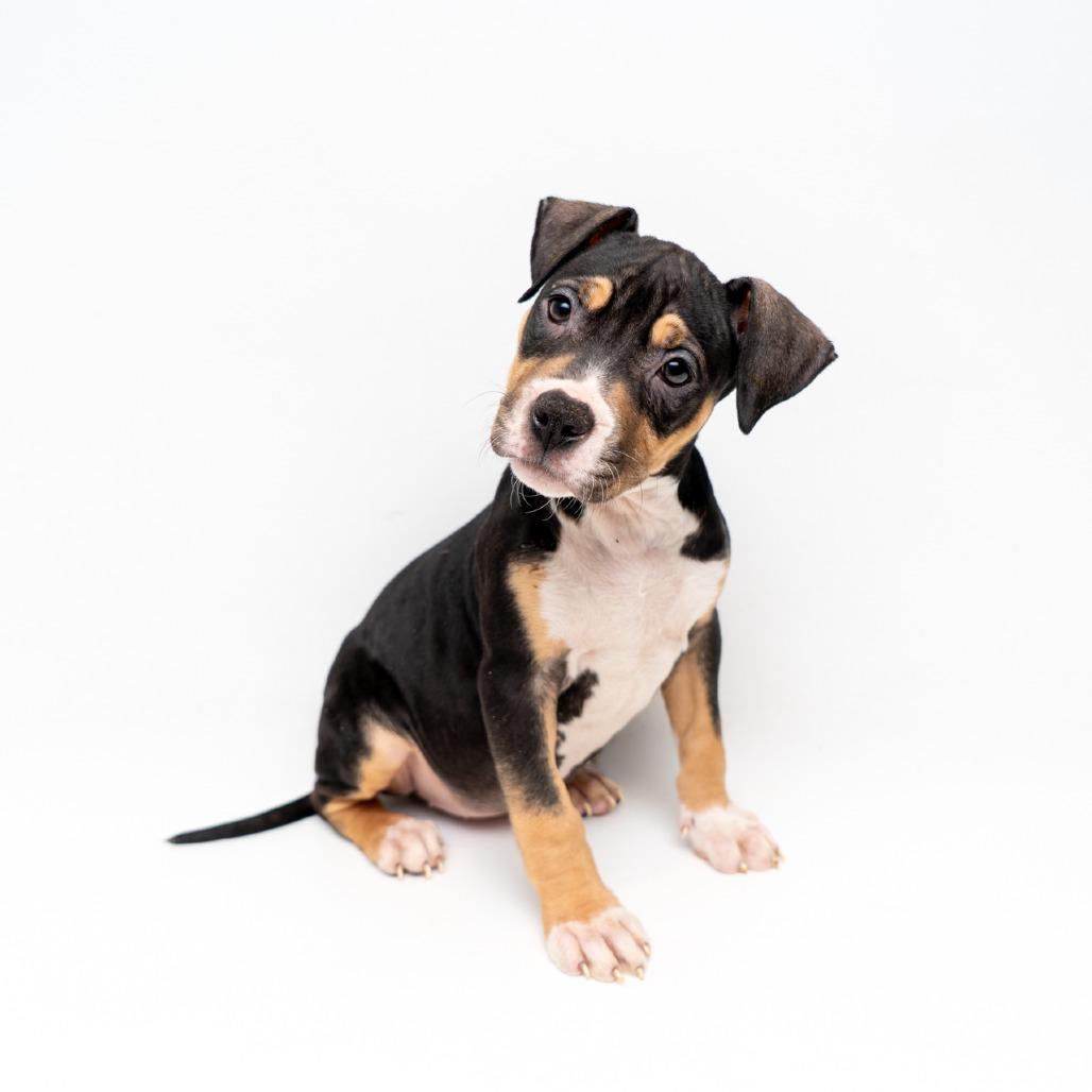 Enlarge Grace, a Adoptable American Staffordshire Terrier in New York, NY image 1/2