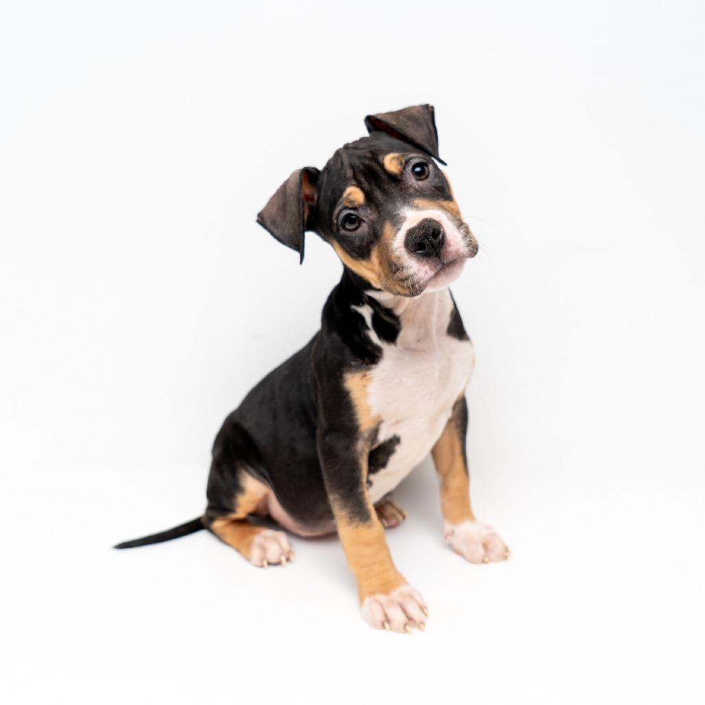 Enlarge Grace, a Adoptable American Staffordshire Terrier in New York, NY image 2/2