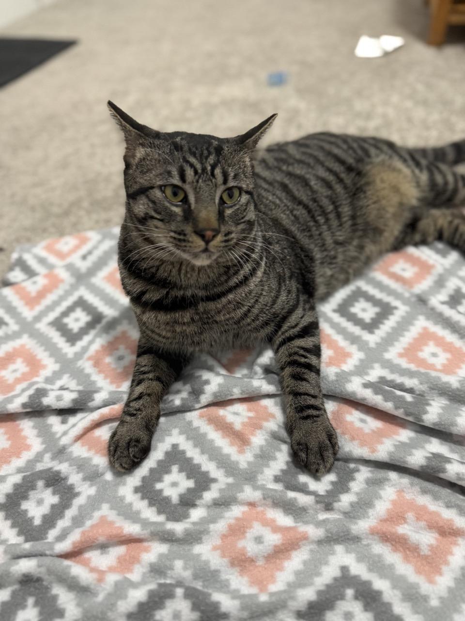 Chomper, a Adoptable Domestic Short Hair in Las Vegas, NV image 1/6