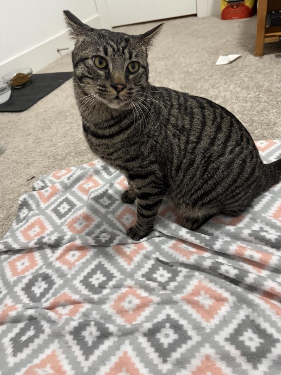 Chomper, a Adoptable Domestic Short Hair in Las Vegas, NV image 2/6