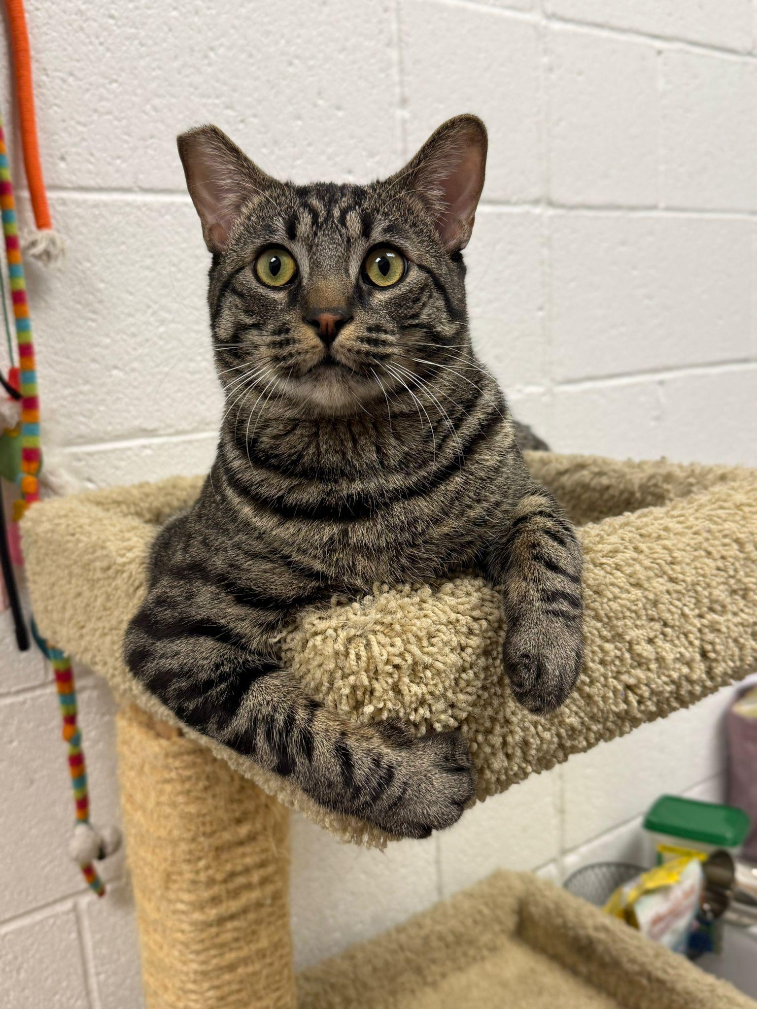 Chomper, a Adoptable Domestic Short Hair in Las Vegas, NV image 3/6