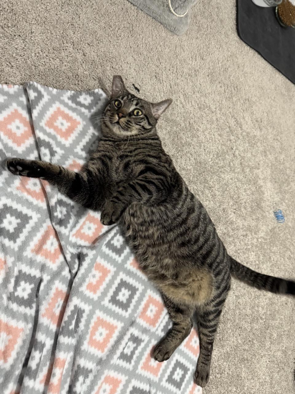 Chomper, a Adoptable Domestic Short Hair in Las Vegas, NV image 4/6