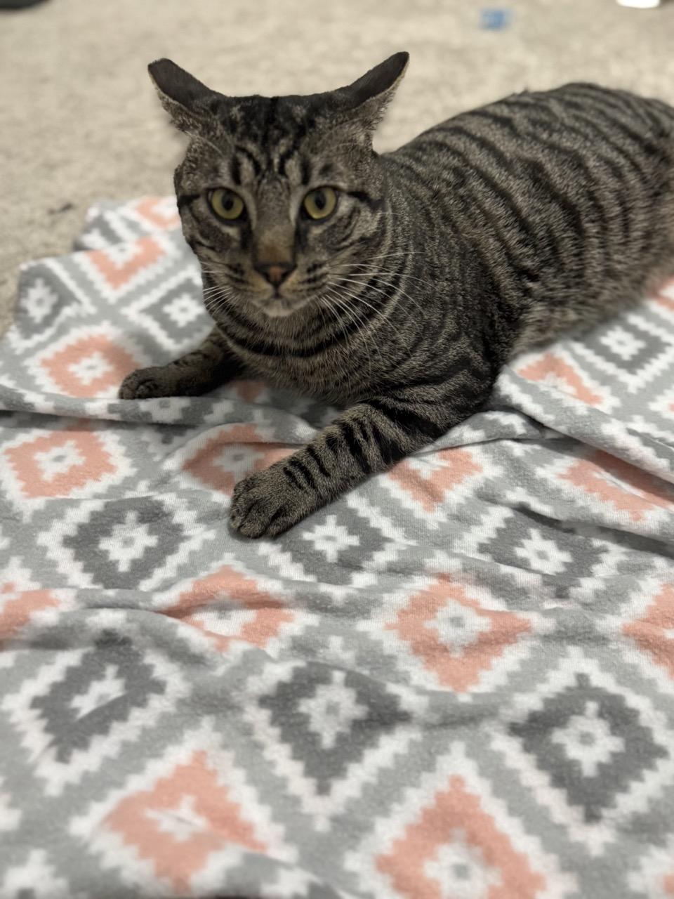 Chomper, a Adoptable Domestic Short Hair in Las Vegas, NV image 5/6