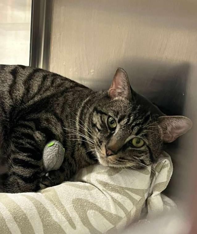 Chomper, a Adoptable Domestic Short Hair in Las Vegas, NV image 6/6