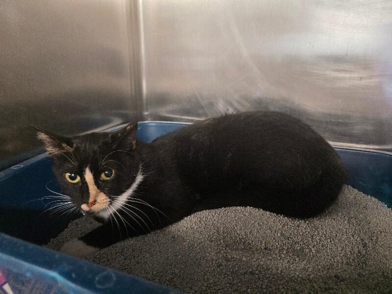 Doja Cat, Adoptable, Young Female Domestic Short Hair.