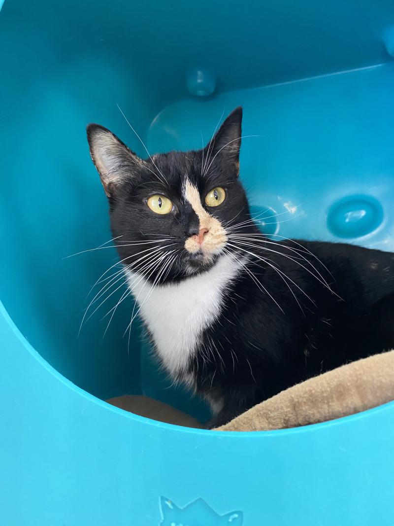 Doja Cat, a Adoptable Domestic Short Hair in Cortland, NY image 2/4