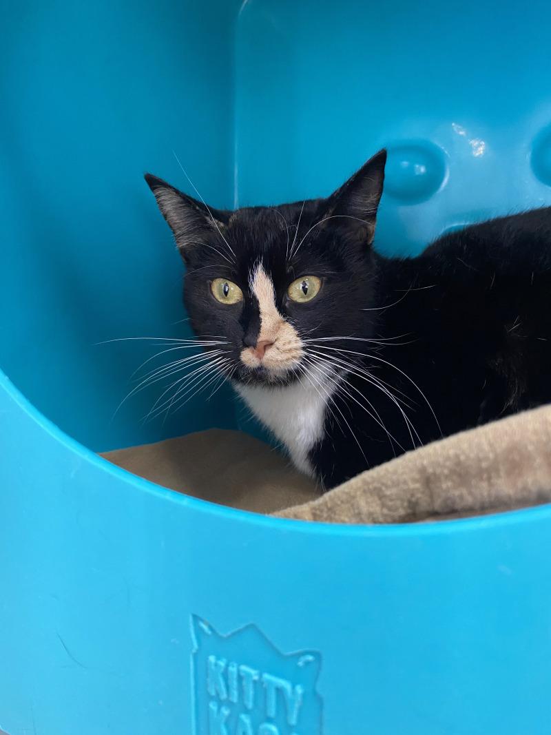 Doja Cat, a Adoptable Domestic Short Hair in Cortland, NY image 3/4