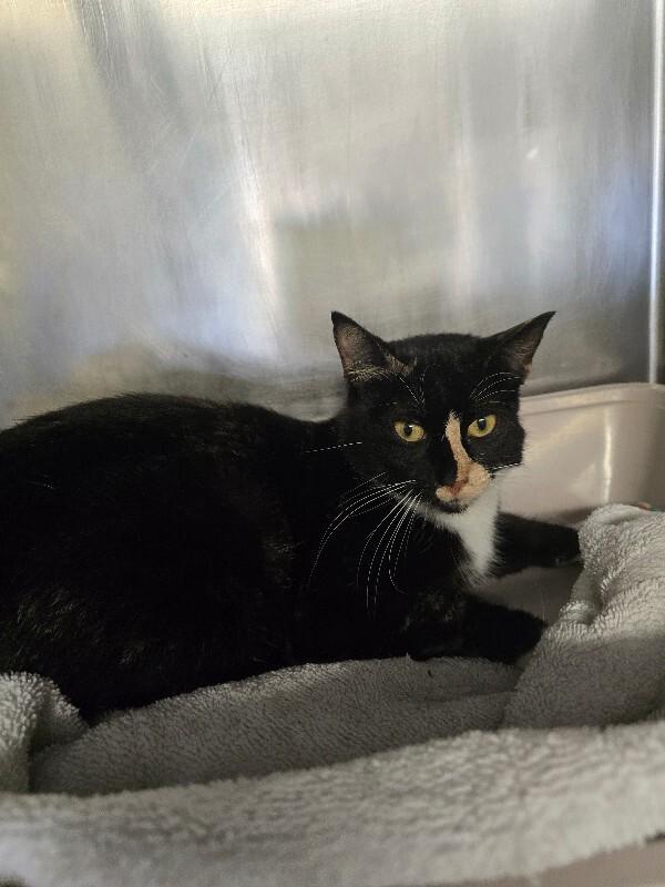 Doja Cat, a Adoptable Domestic Short Hair in Cortland, NY image 4/4