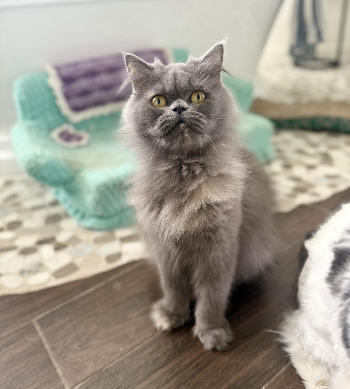 Enlarge ELOISE, a ADOPTABLE Persian in Louisville, TN image 1/4