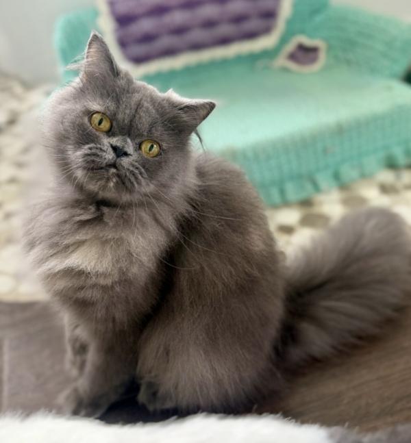 Enlarge ELOISE, a ADOPTABLE Persian in Louisville, TN image 3/4