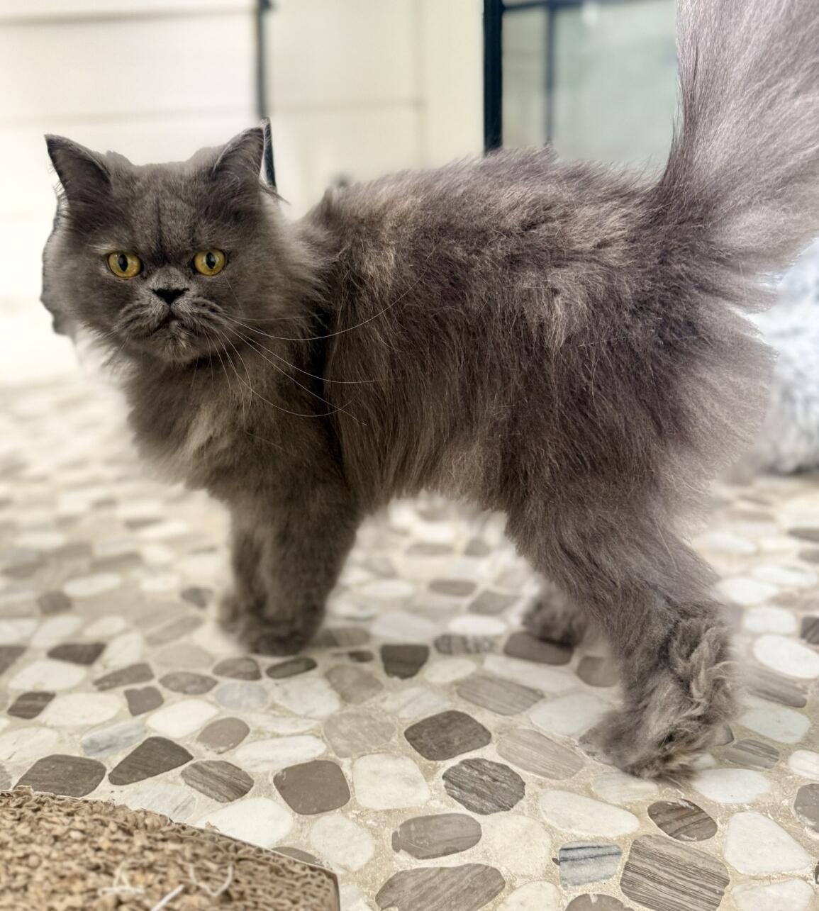 Enlarge ELOISE, a ADOPTABLE Persian in Louisville, TN image 2/4