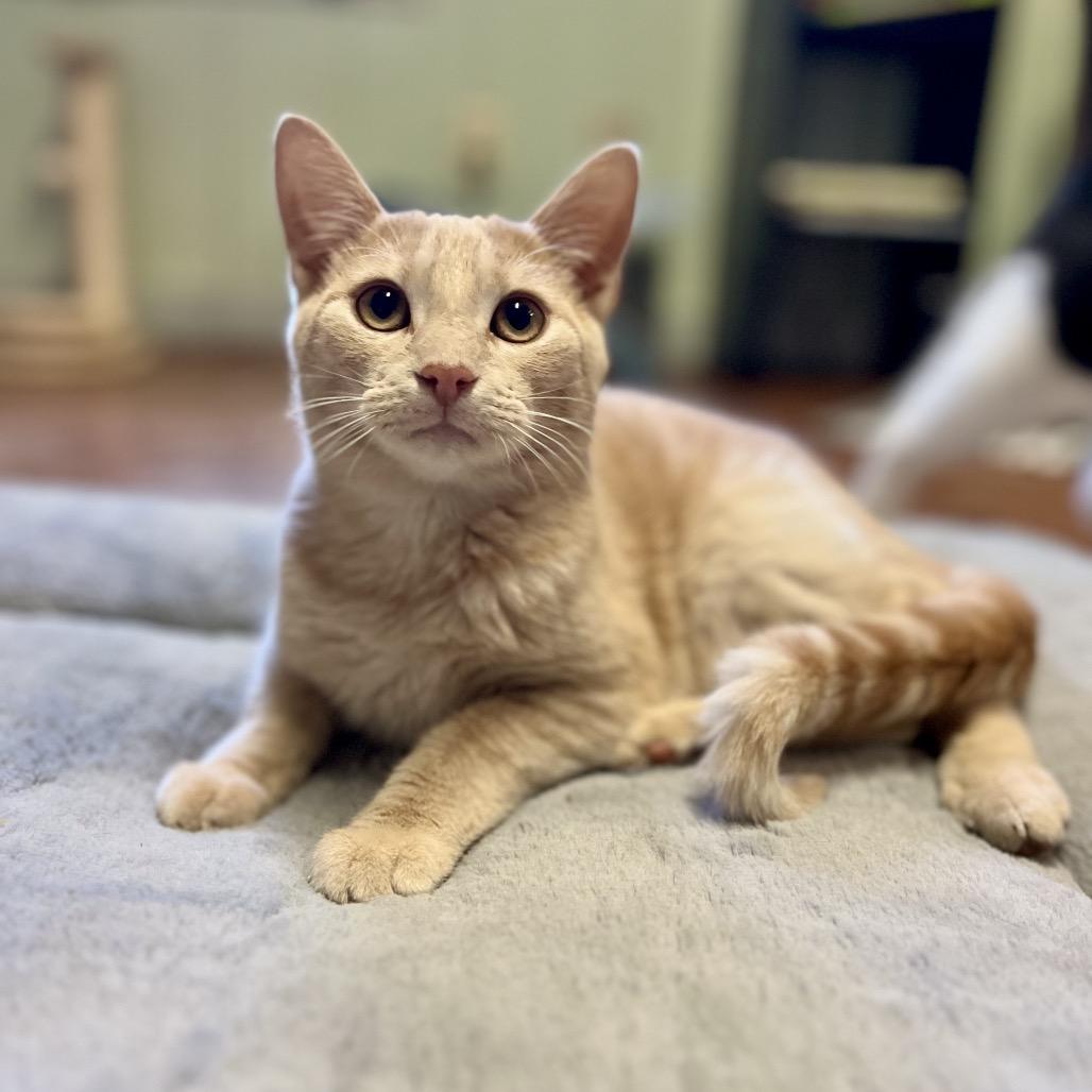 Mr. Bojangles, Adoptable, Young Male Domestic Short Hair.