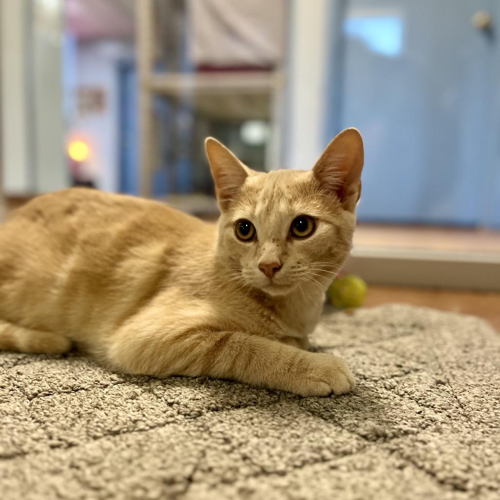 Mr. Bojangles, Adoptable, Young Male Domestic Short Hair.