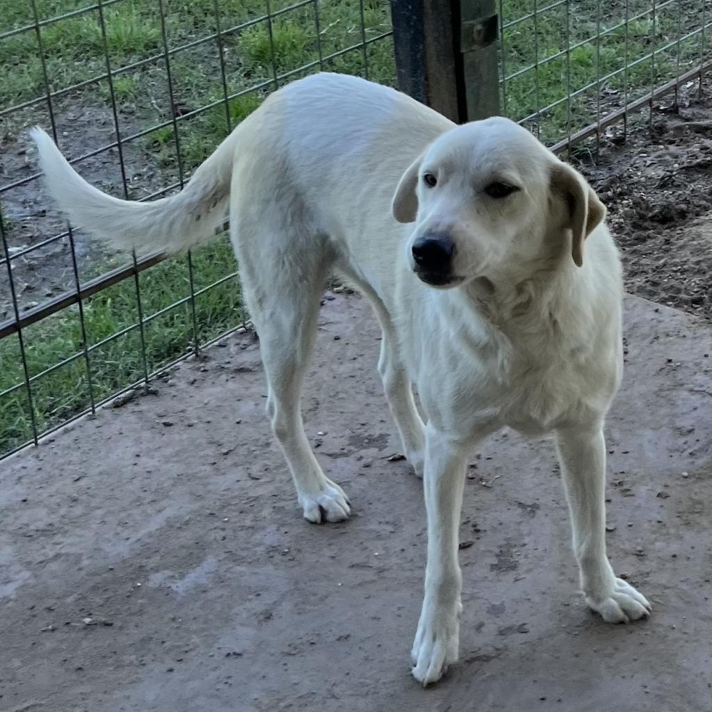 Tara, a Adoptable mixed breed in Dallas, TX image 1/6