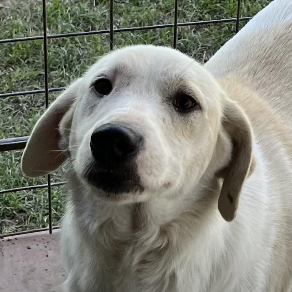 Tara, a Adoptable mixed breed in Dallas, TX image 2/6