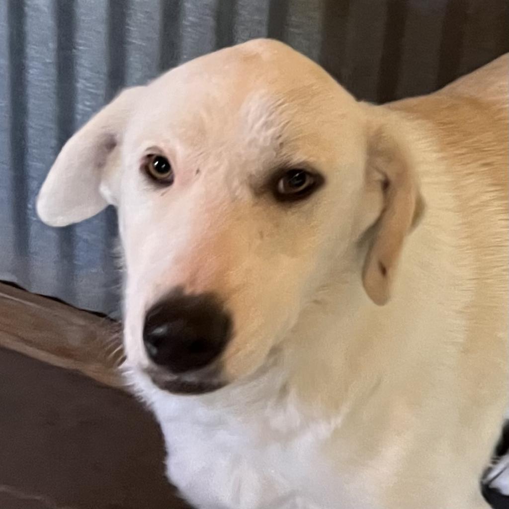 Tara, a Adoptable mixed breed in Dallas, TX image 3/6