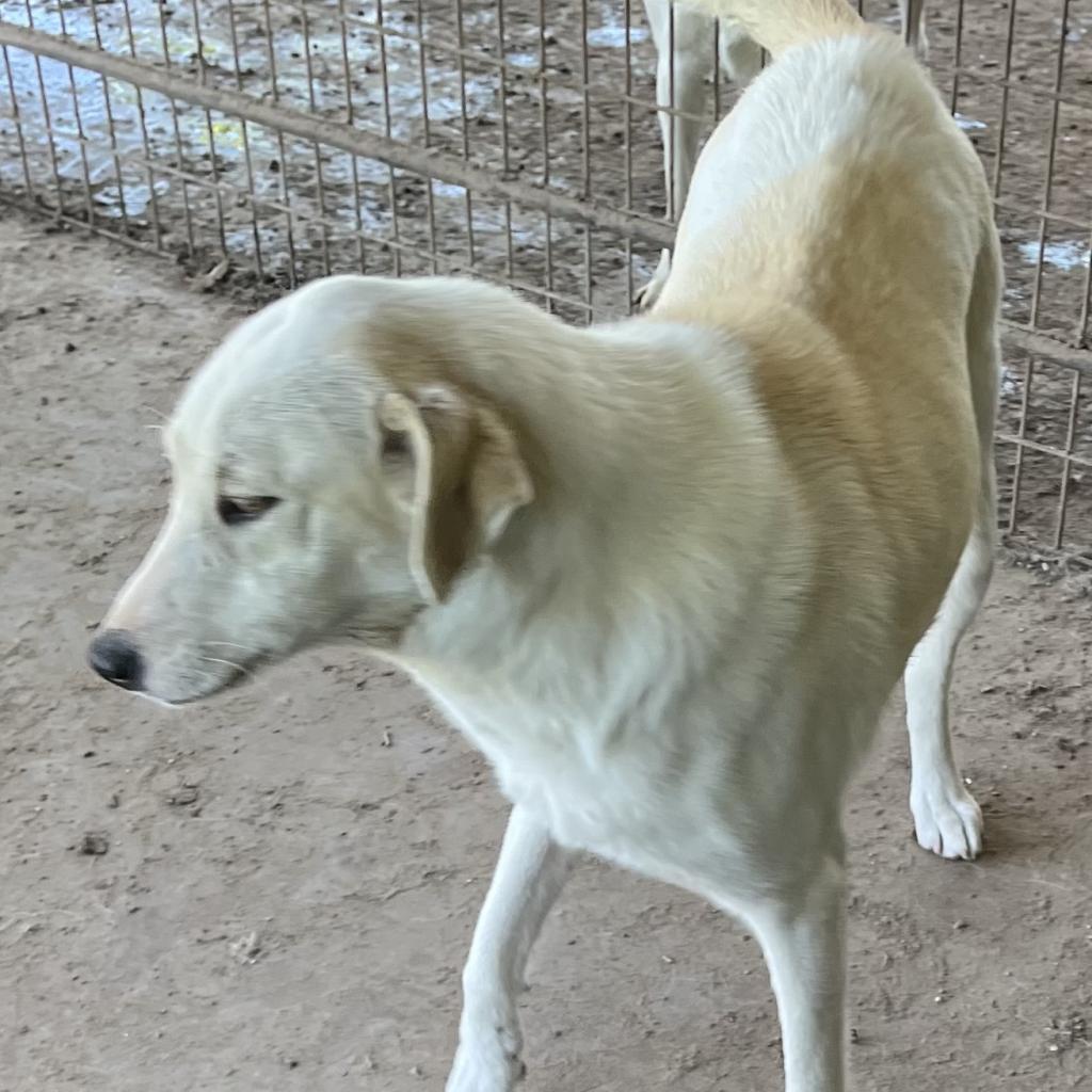 Tara, a Adoptable mixed breed in Dallas, TX image 4/6