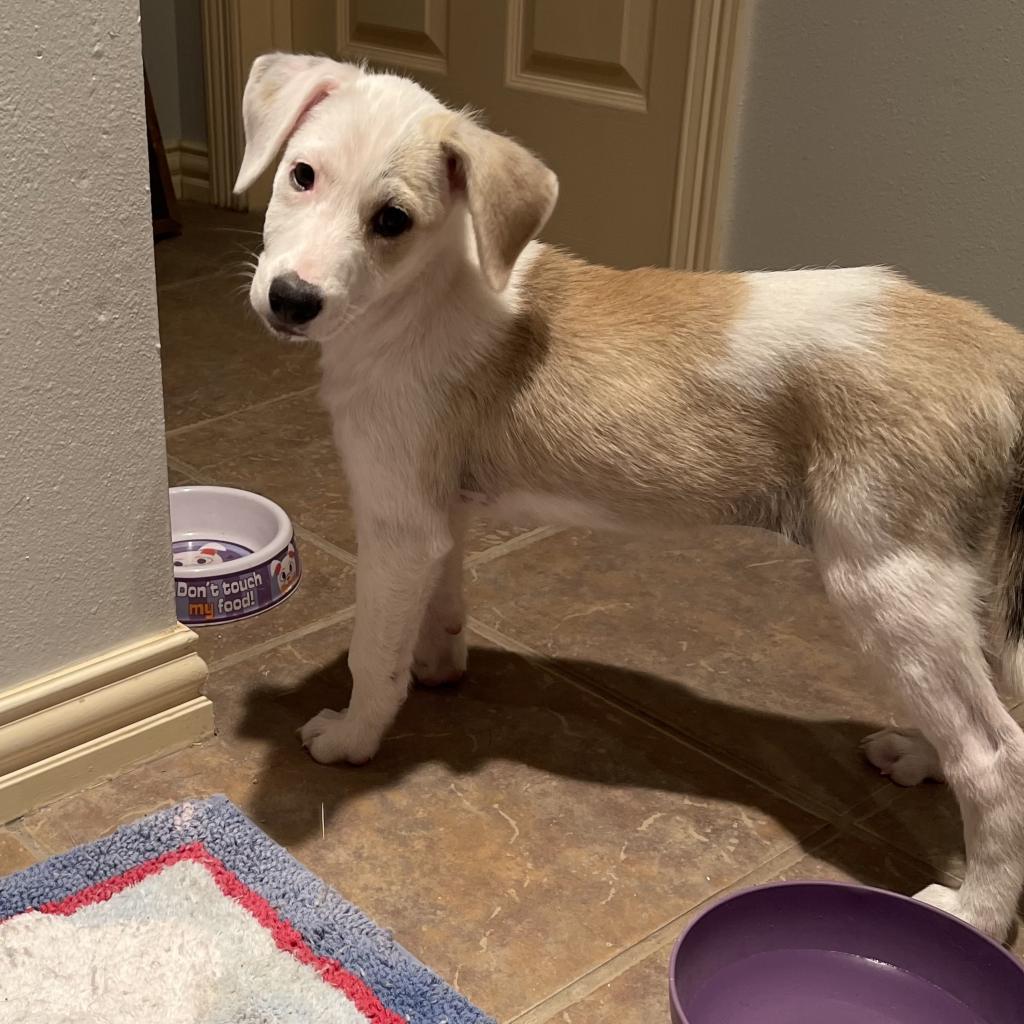 Tara, a Adoptable mixed breed in Dallas, TX image 5/6