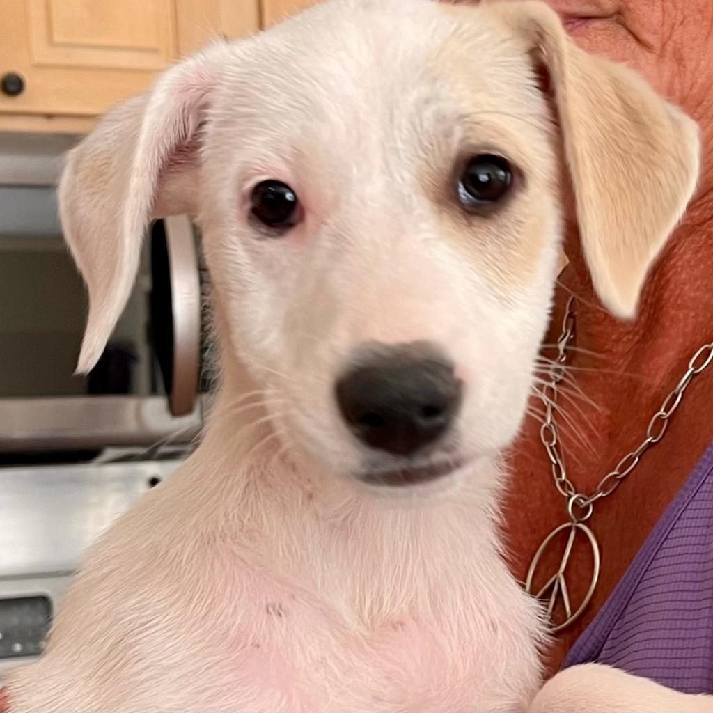 Tara, a Adoptable mixed breed in Dallas, TX image 6/6