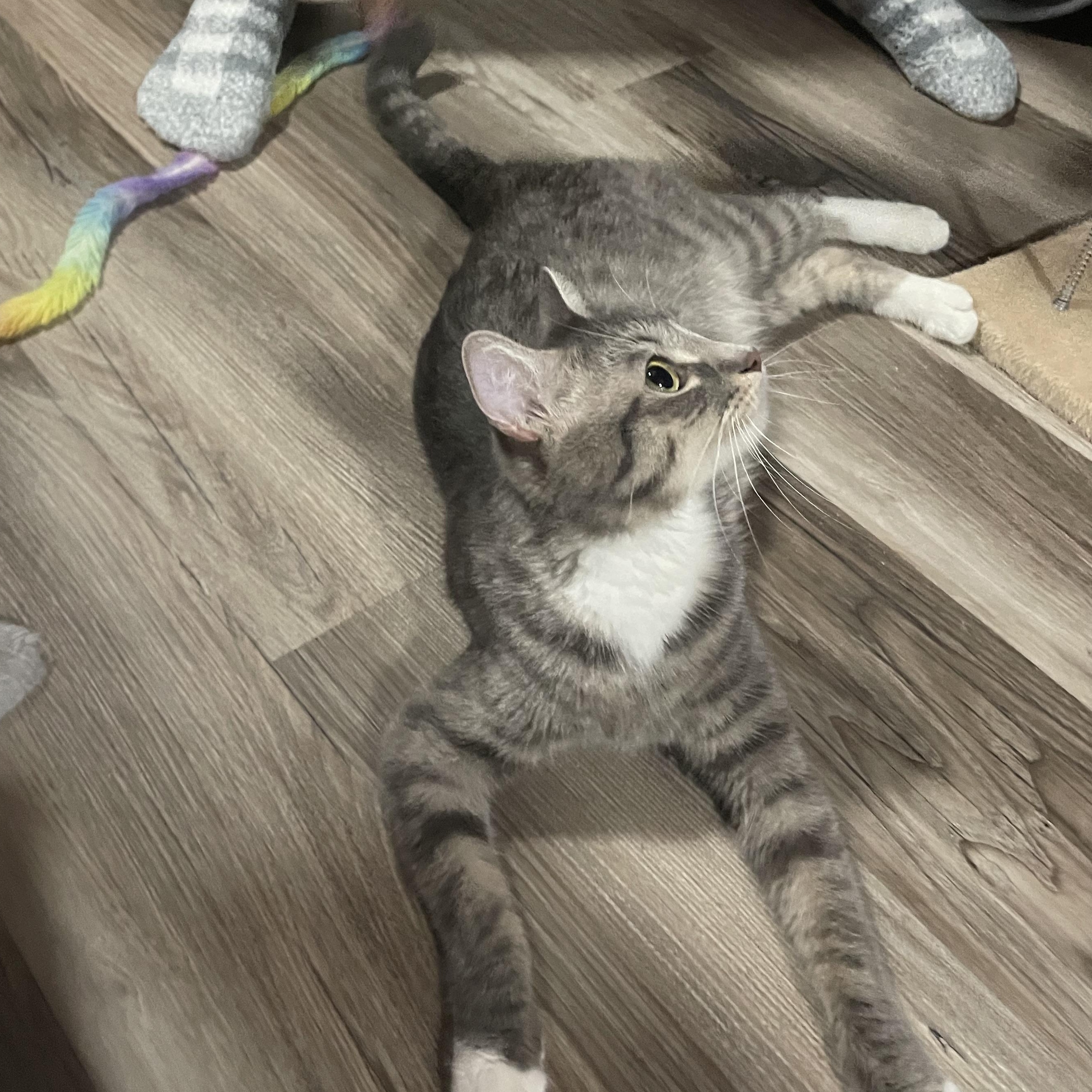 Enlarge Kiwi, a Adoptable Domestic Short Hair in Douglas, MA image 1/6