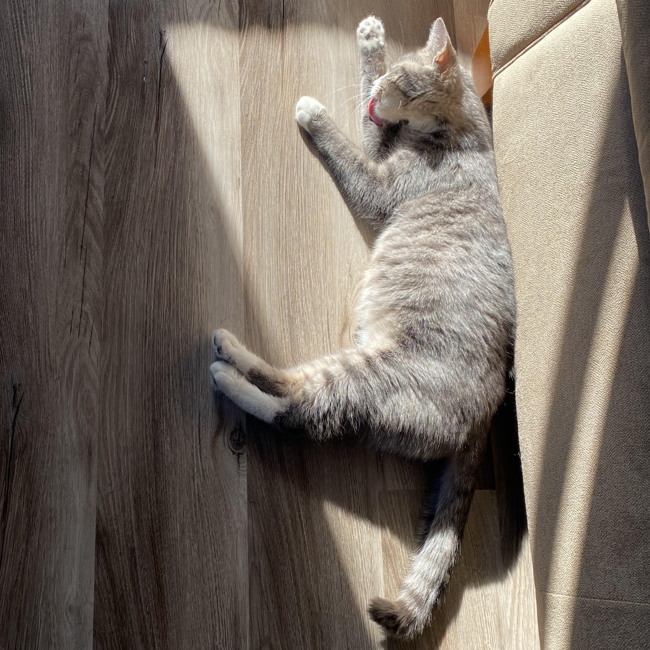 Enlarge Kiwi, a Adoptable Domestic Short Hair in Douglas, MA image 2/6