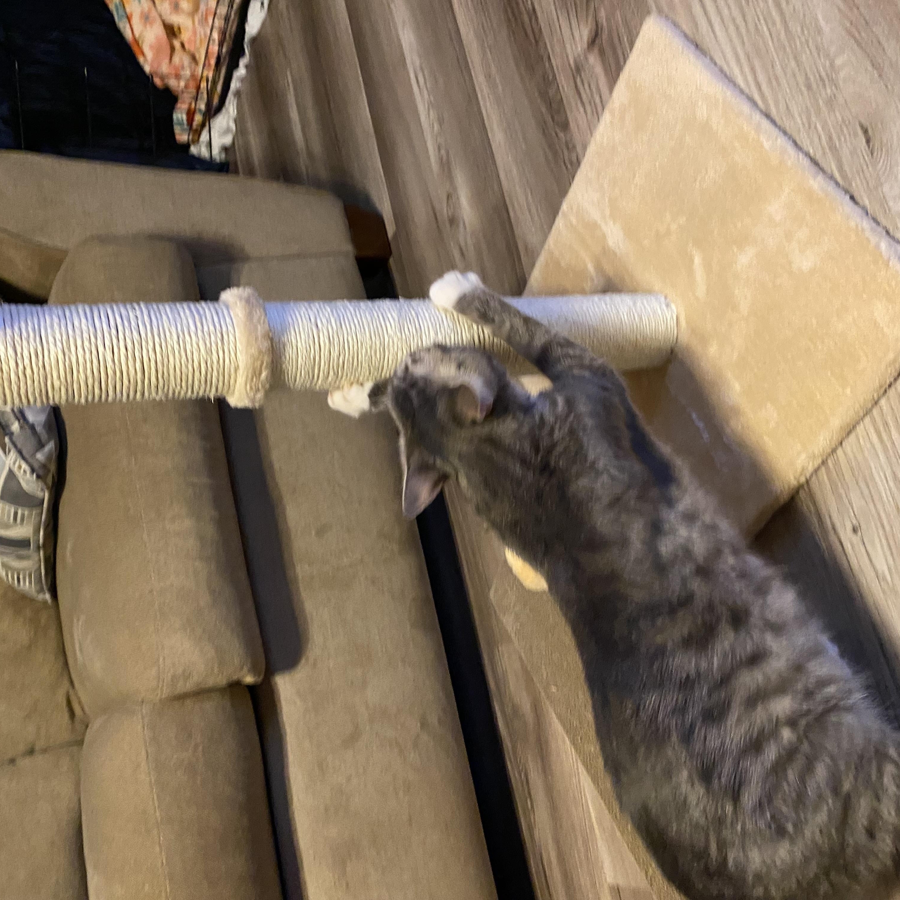 Enlarge Kiwi, a Adoptable Domestic Short Hair in Douglas, MA image 3/6