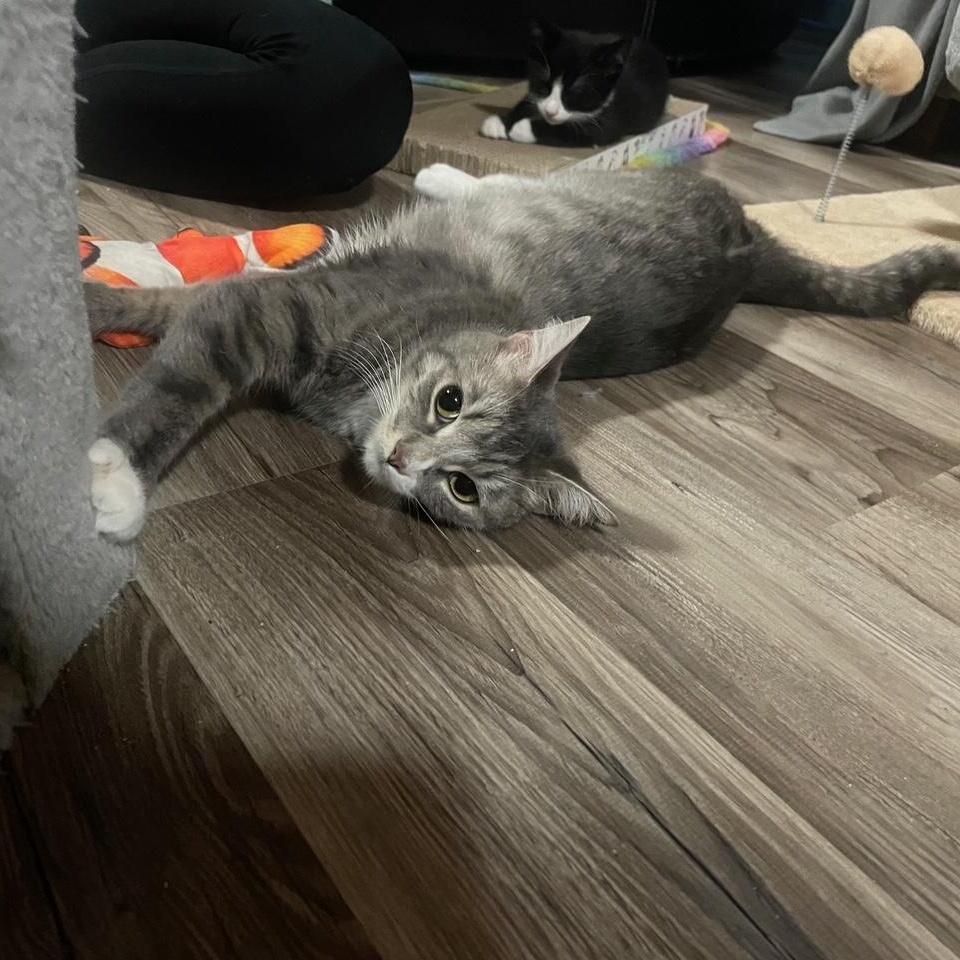 Enlarge Kiwi, a Adoptable Domestic Short Hair in Douglas, MA image 4/6