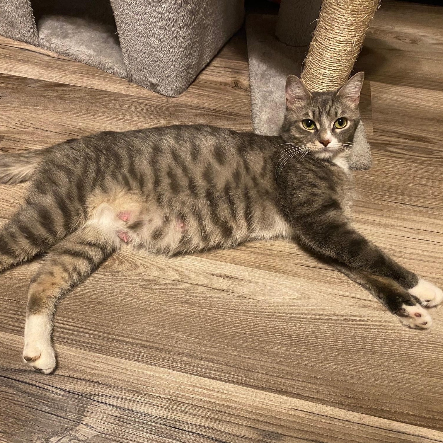 Enlarge Kiwi, a Adoptable Domestic Short Hair in Douglas, MA image 5/6