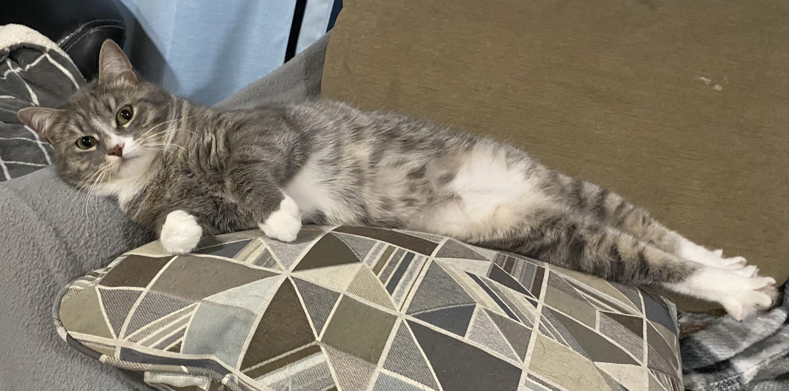 Enlarge Kiwi, a Adoptable Domestic Short Hair in Douglas, MA image 6/6