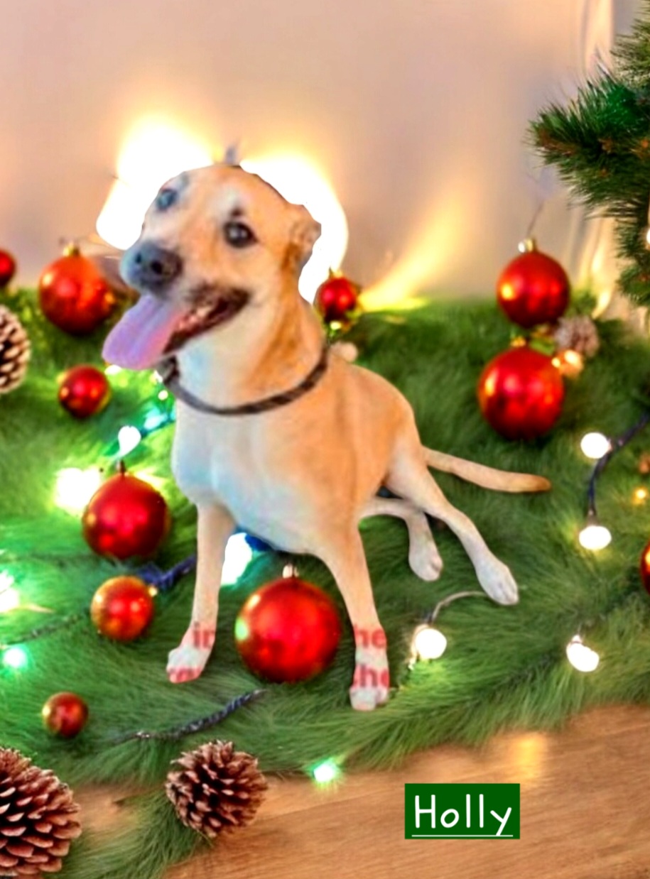 Holly, an adoptable German Shepherd Dog, Black Mouth Cur in Winter haven, FL, 33880 | Photo Image 2