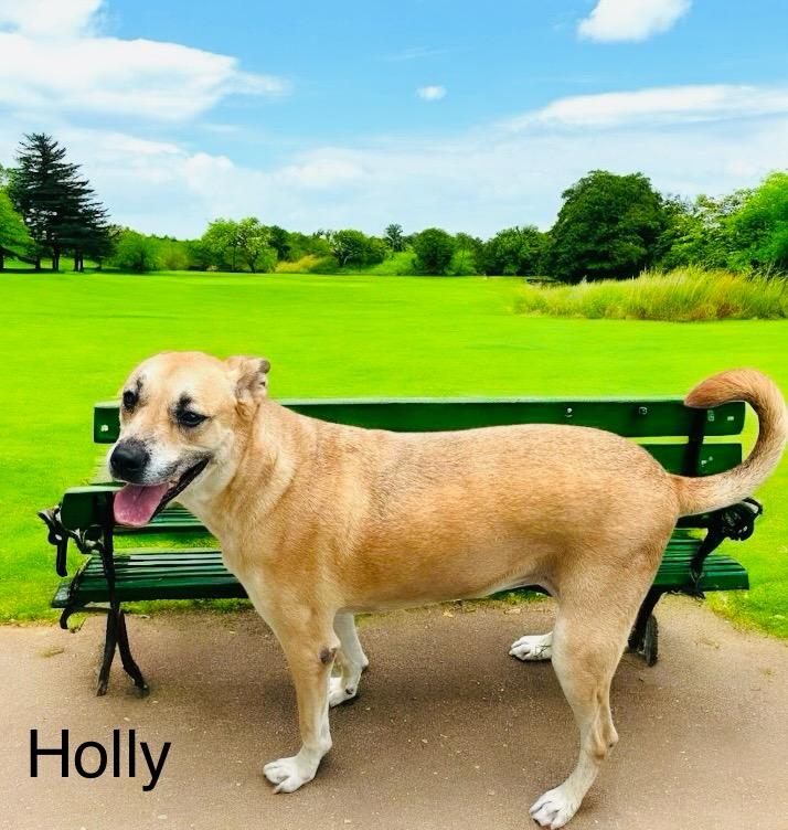 Holly, Adoptable, Adult Female German Shepherd Dog & Black Mouth Cur.