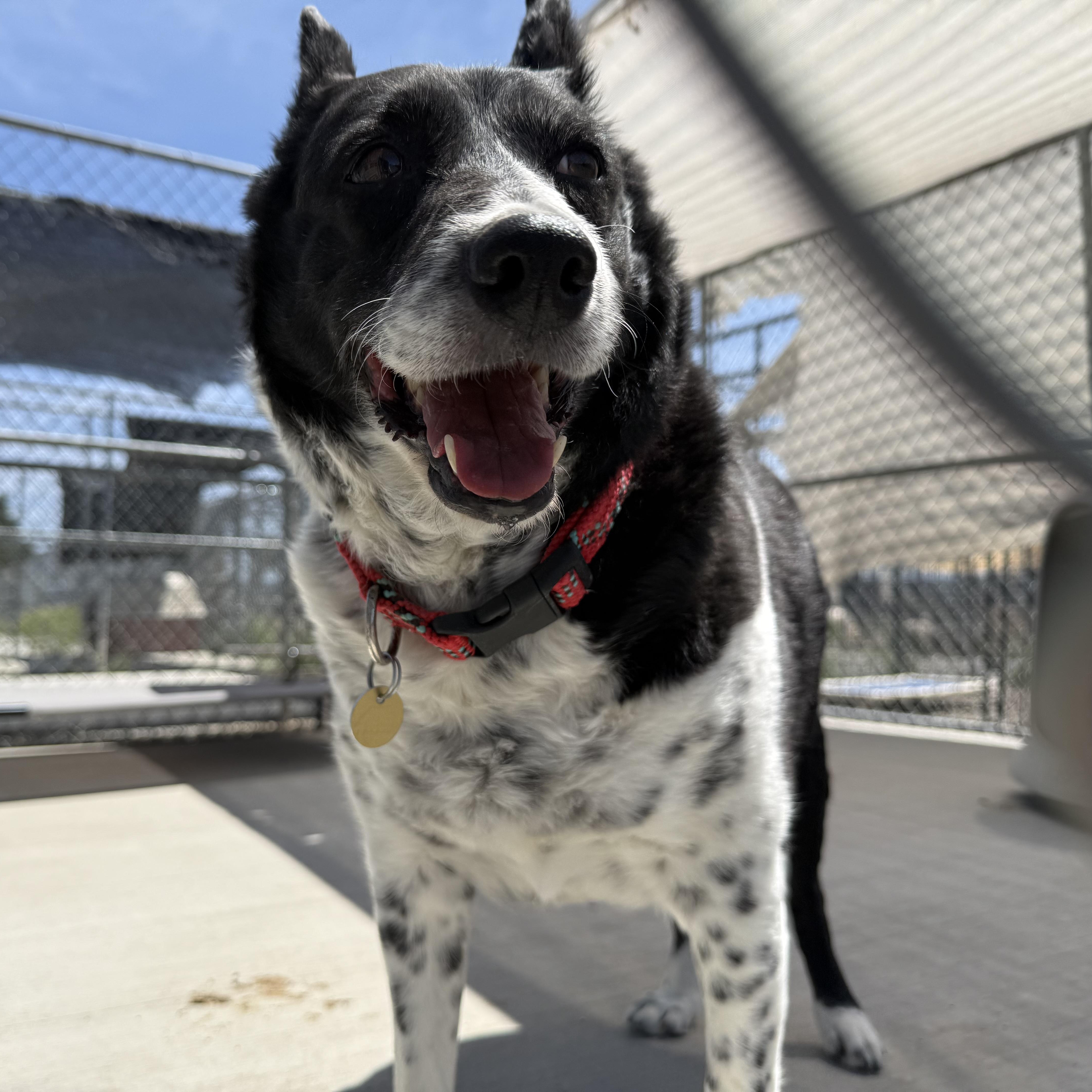 Enlarge Helga, an adopted mixed breed in Prineville, OR image 4/5
