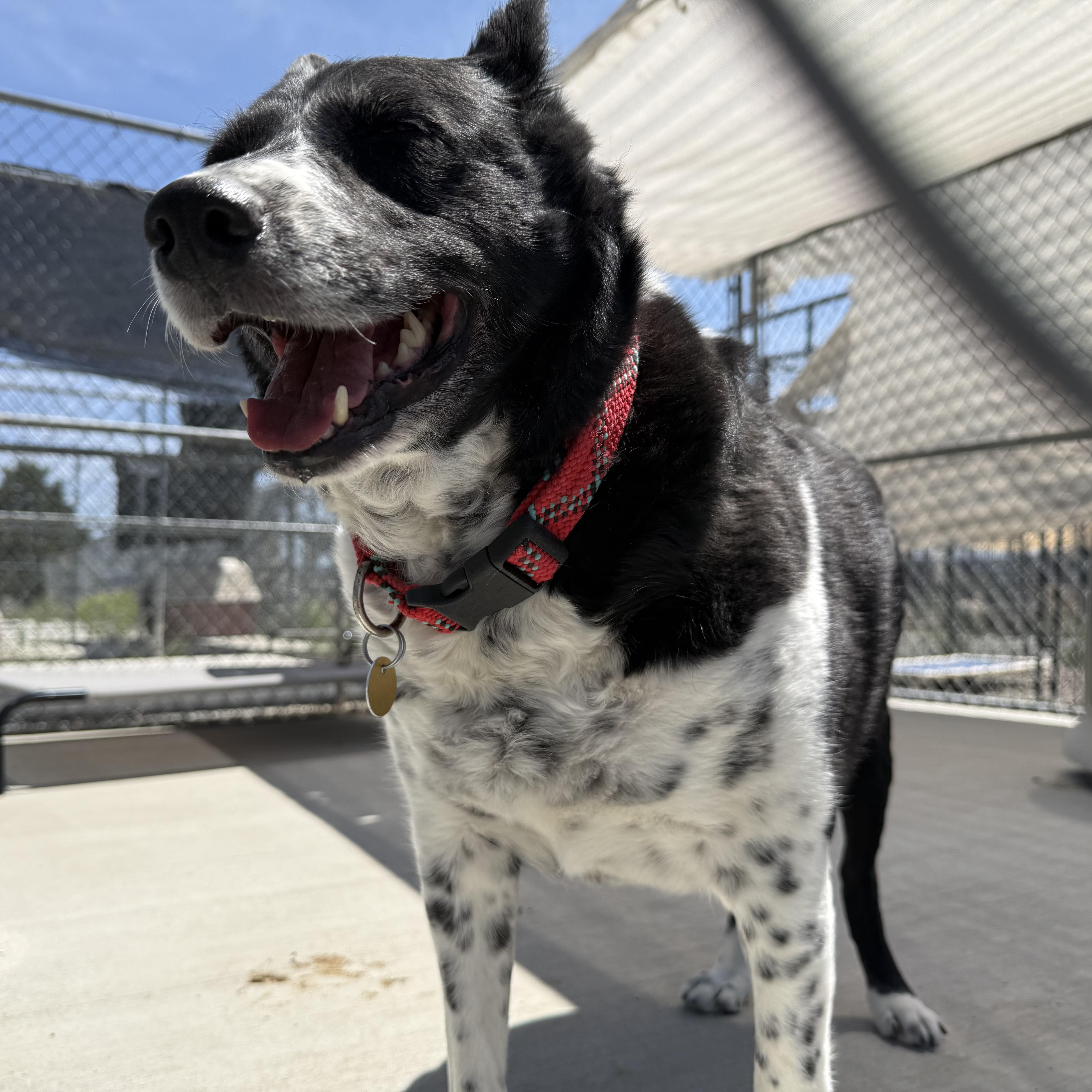 Enlarge Helga, an adopted mixed breed in Prineville, OR image 5/5