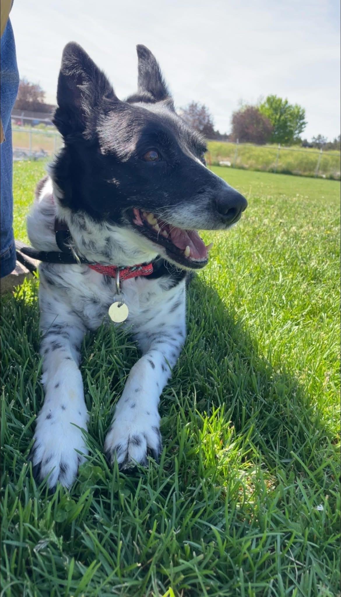 Enlarge Helga, an adopted mixed breed in Prineville, OR image 1/5