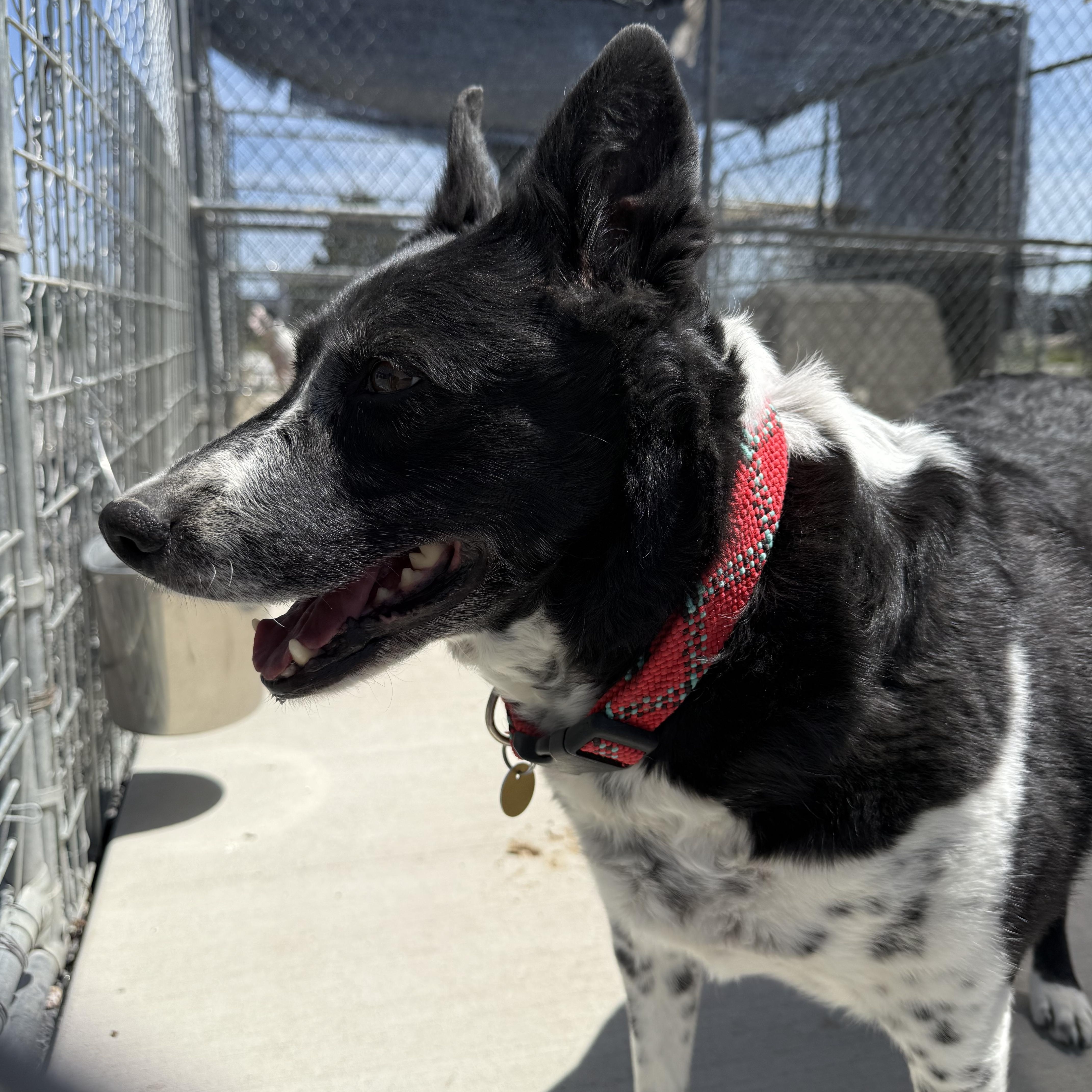 Enlarge Helga, an adopted mixed breed in Prineville, OR image 3/5