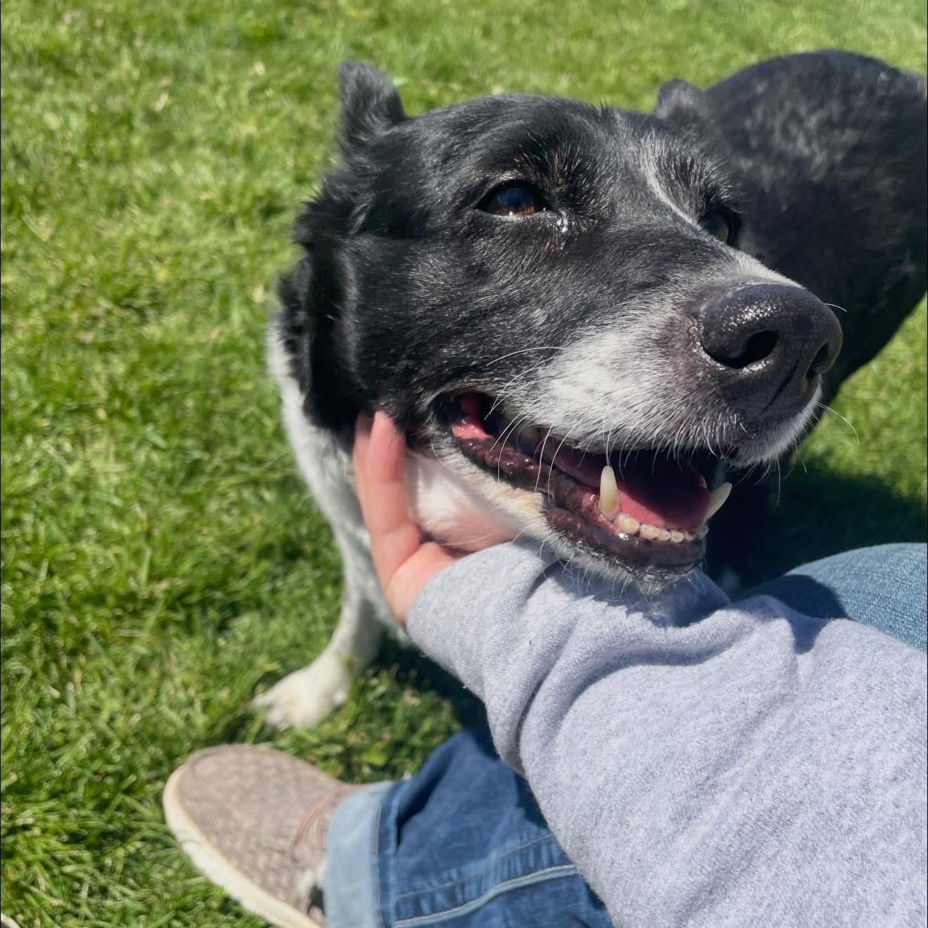 Enlarge Helga, an adopted mixed breed in Prineville, OR image 2/5