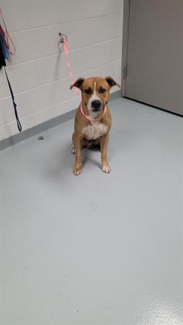 Enlarge LIGHT, a Adoptable mixed breed in Saint Cloud, FL image 1/1