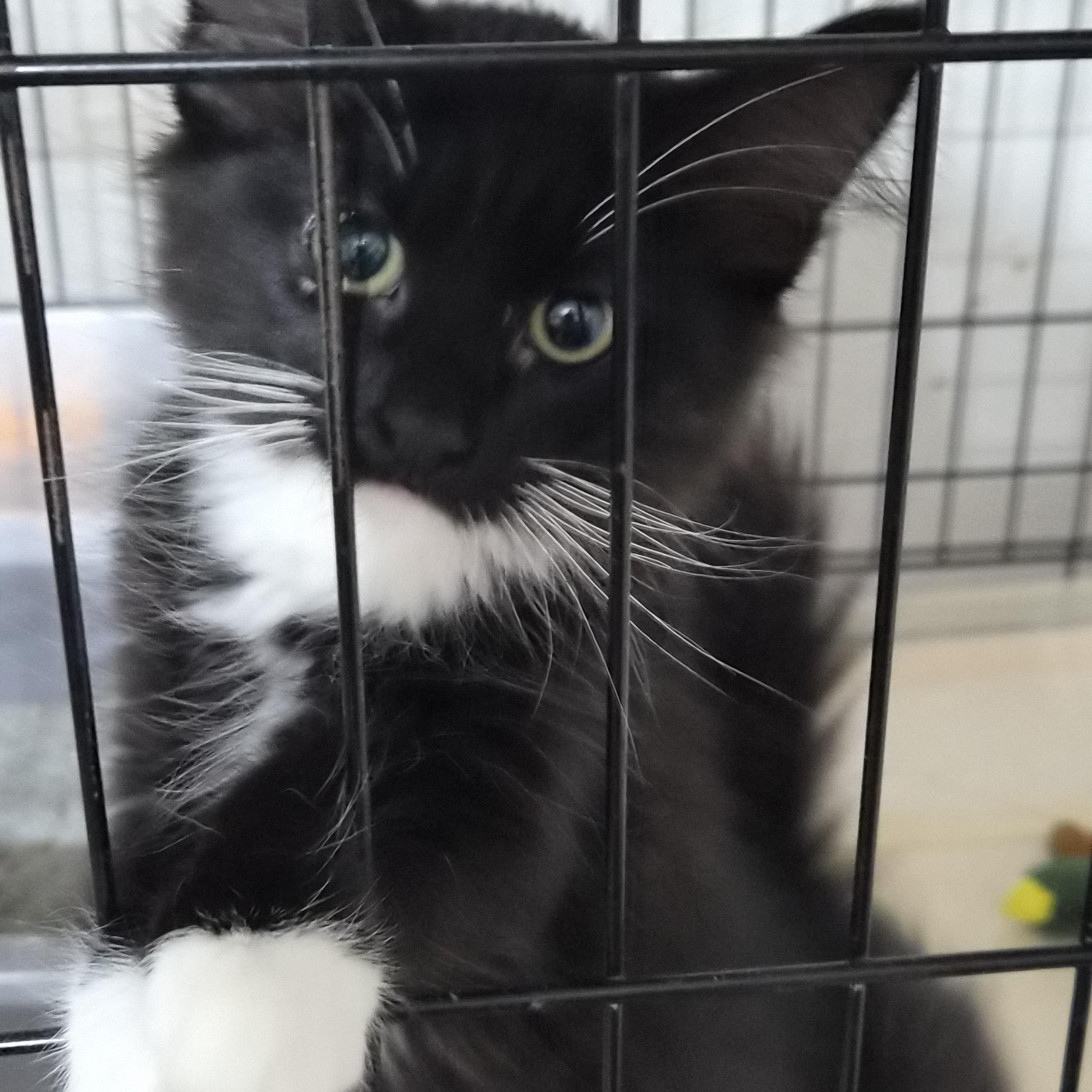 Enlarge Sulky, a Adopted Domestic Long Hair in Greeley, CO image 2/2
