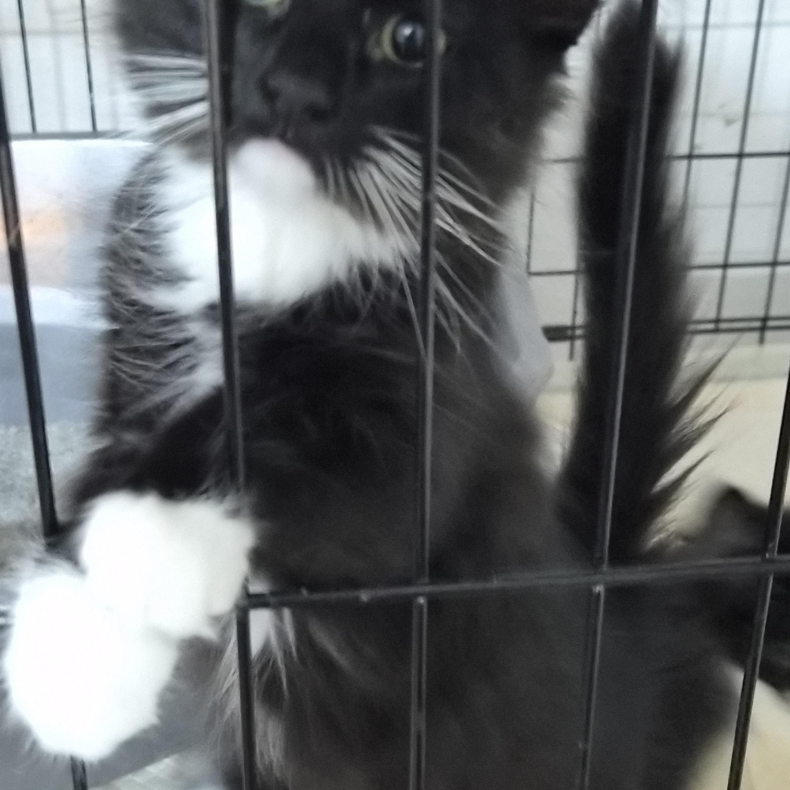 Sulky, Adopted, Kitten Female Domestic Long Hair.