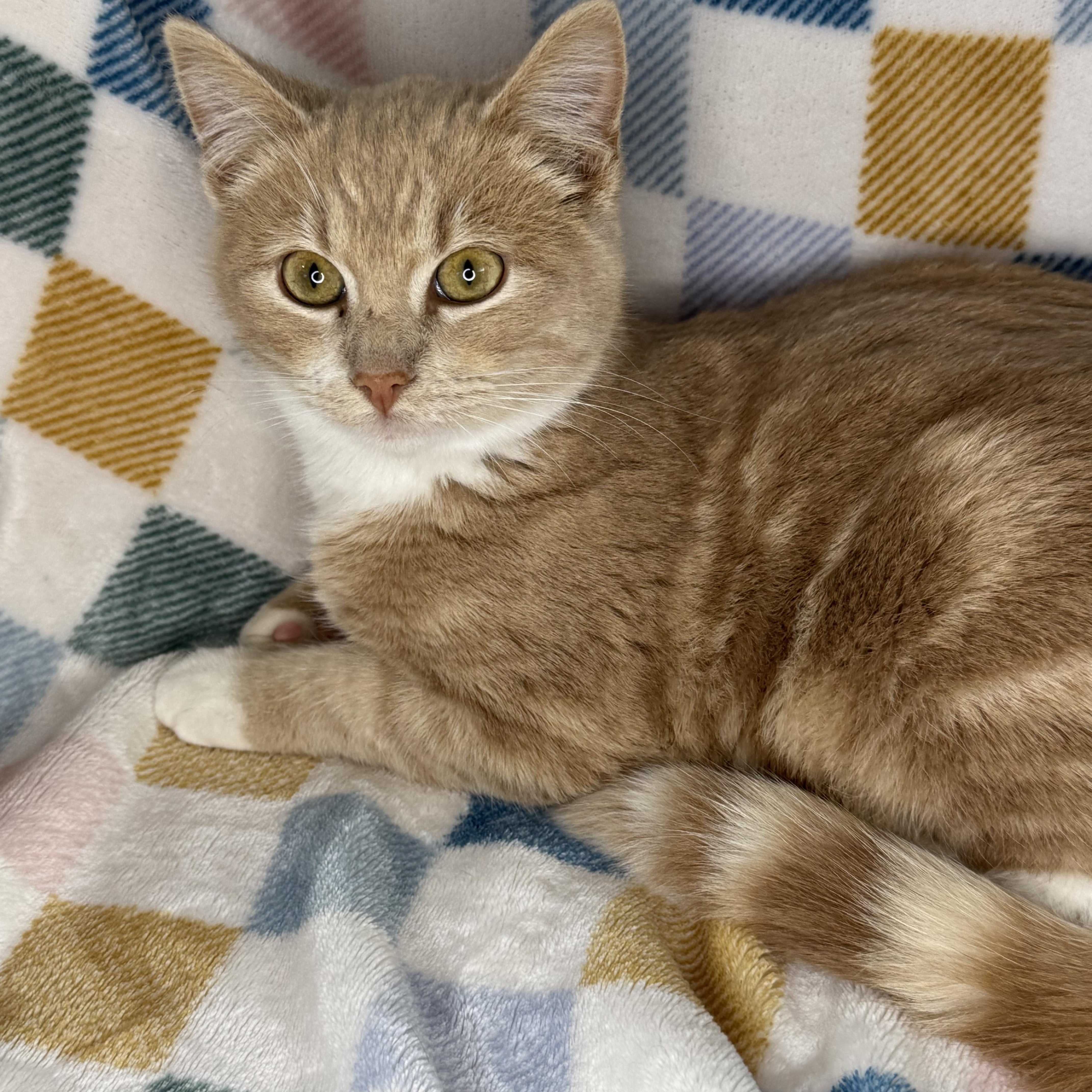 Enlarge Cinnamon Roll, an adopted mixed breed in Mount Vernon, IL image 3/6