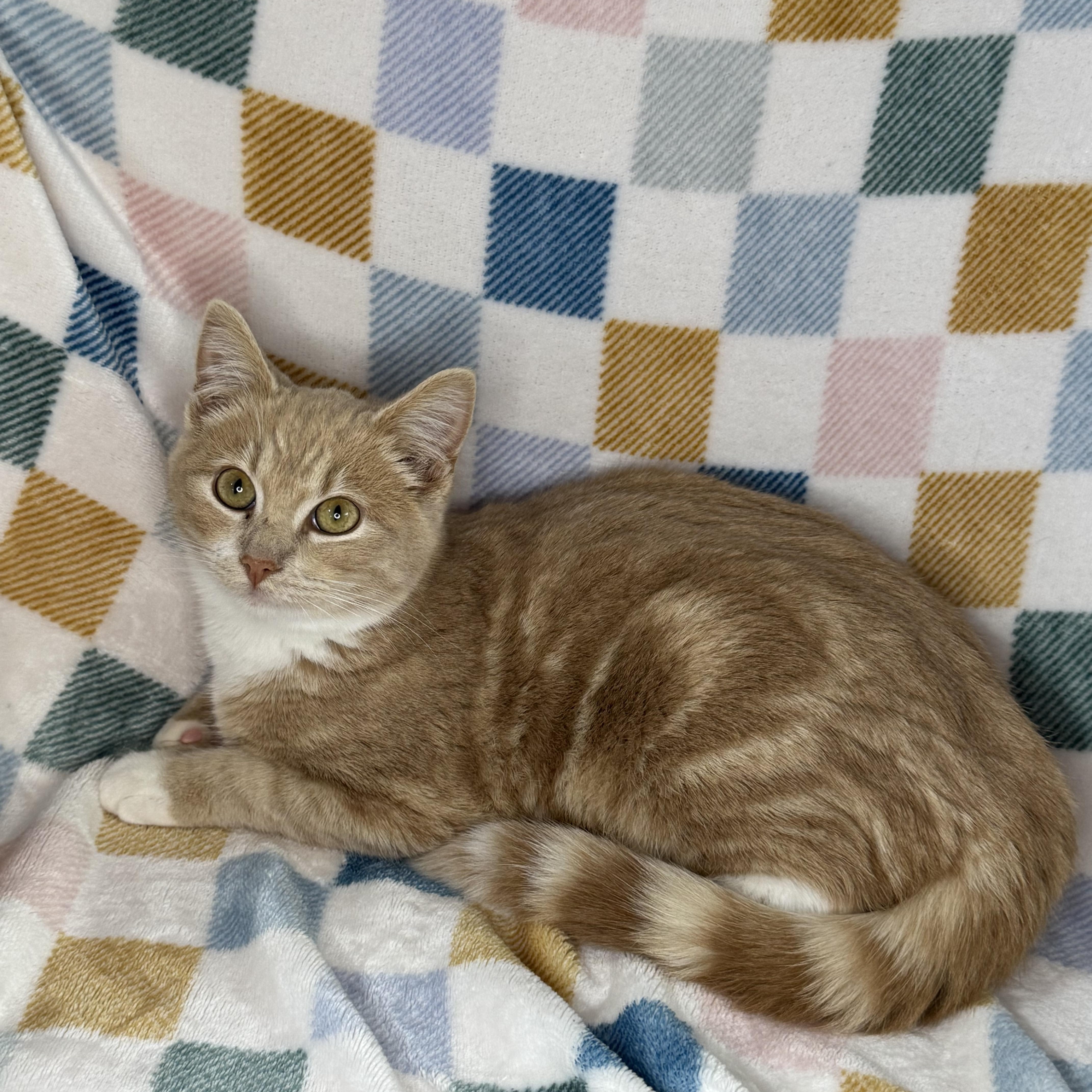 Enlarge Cinnamon Roll, an adopted mixed breed in Mount Vernon, IL image 2/6