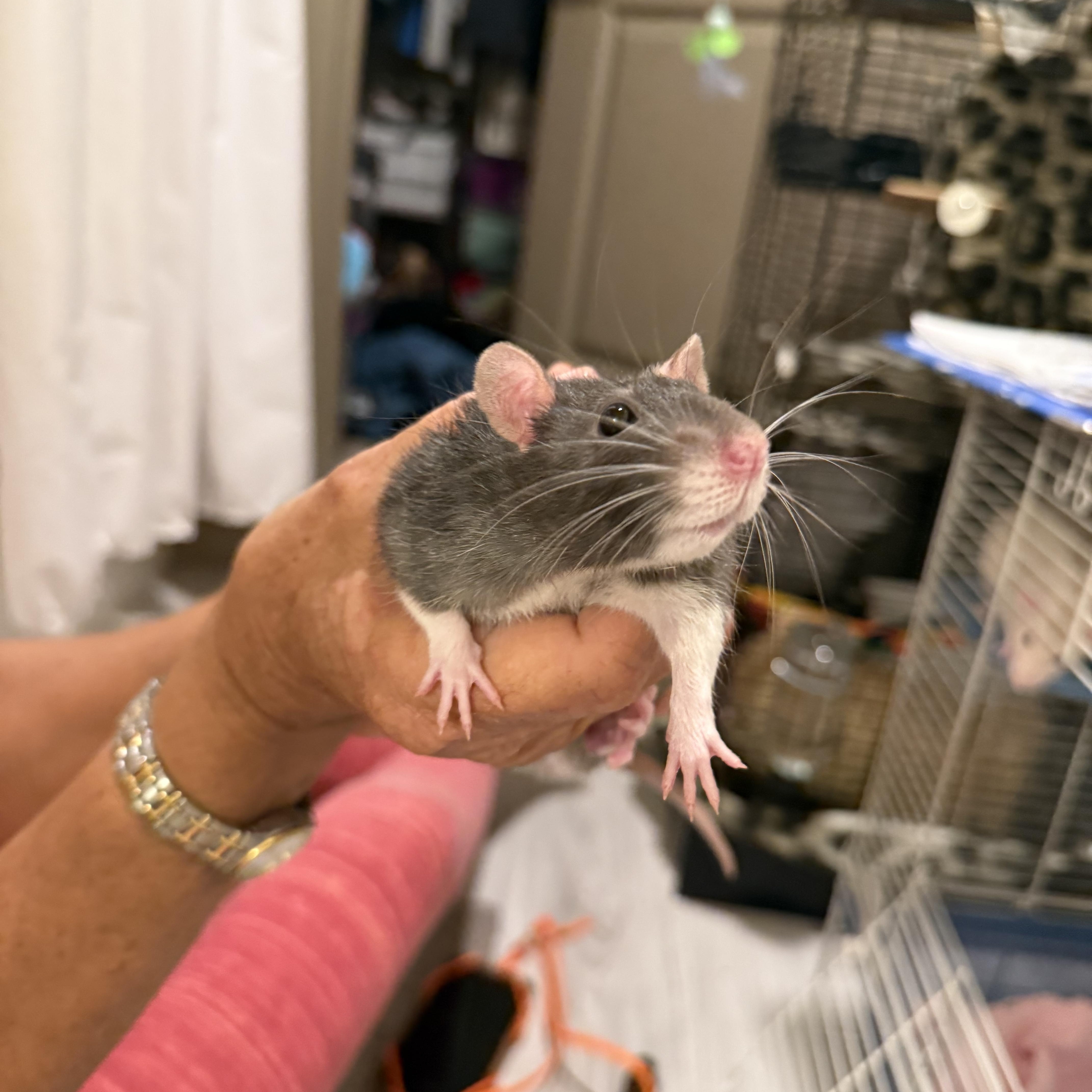 Pets for adoption from Any Rat Rescue | Petfinder